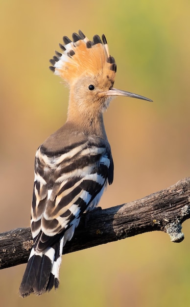 ユーラシアのヤツガシラ Upupa epops 美しい古い枝に座っている早朝の鳥