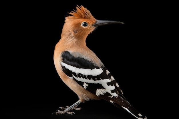 Photo eurasian hoopoe upupa epops in the wild