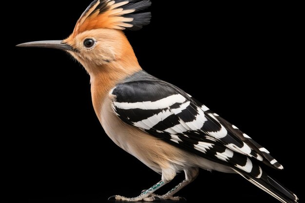 Photo eurasian hoopoe upupa epops in the wild