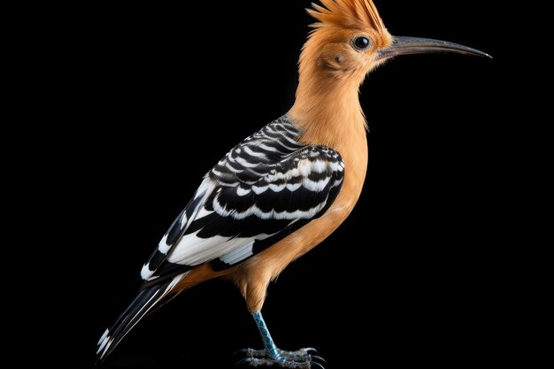 Photo eurasian hoopoe upupa epops in the wild