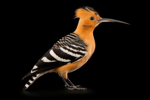 Photo eurasian hoopoe upupa epops in the wild