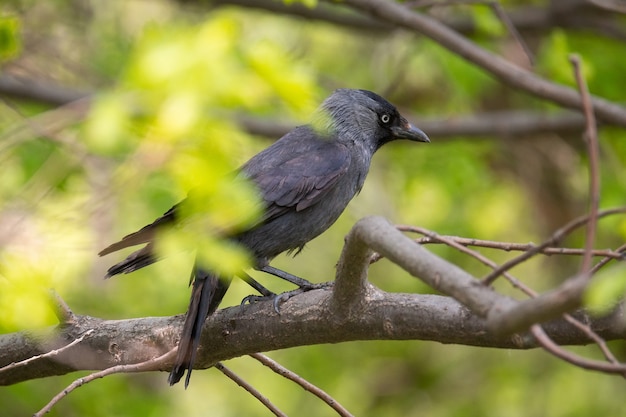 Eurasian jackdaw on the tree