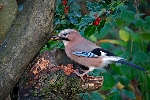 Eurasian jay collecting nuts to cache in the woods