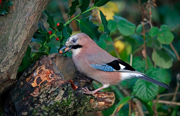 Eurasian jay collecting nuts to cache