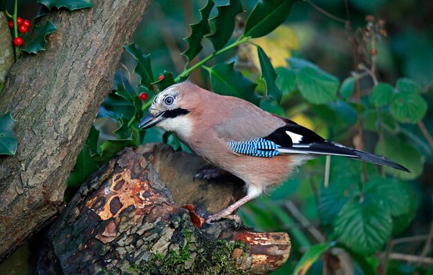 Eurasian jay collecting nuts to cache