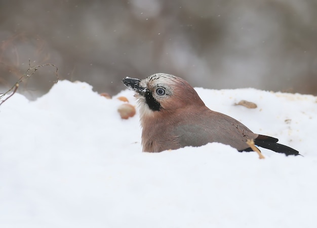 Eurasian jay enjoys swimming in fresh snow