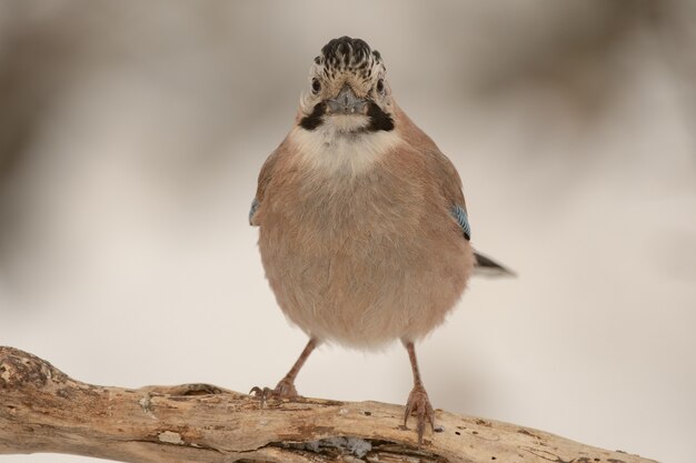 유라시아 제이 Garrulus glandarius 겨울 숲에서 막대기에 앉아.