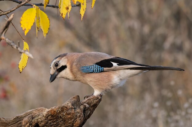 Foto ghiandaia euroasiatica garrulus glandarius in natura