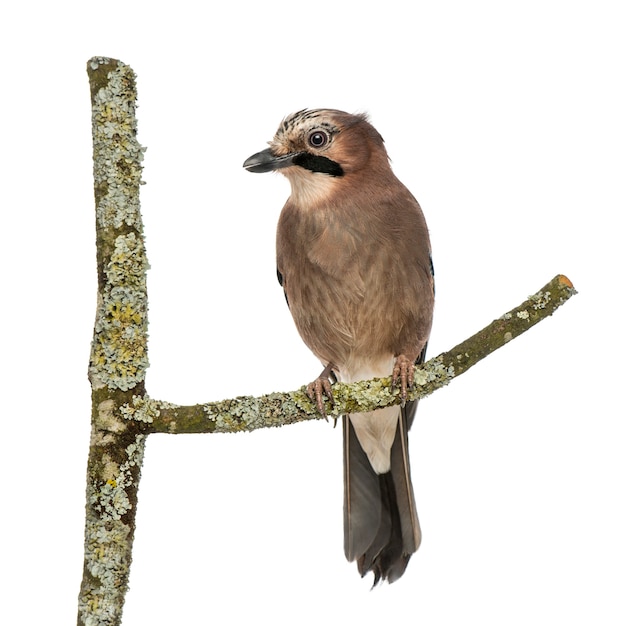 Eurasian jay appollaiato su un ramo, garrulus glandarius, isolato su bianco