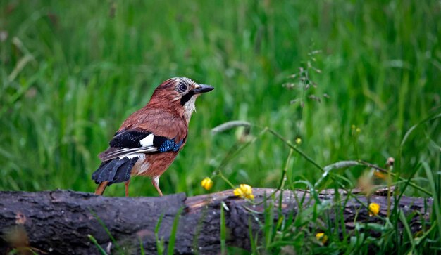 Eurasian jay searching for food in a flower meadow during a rain storm