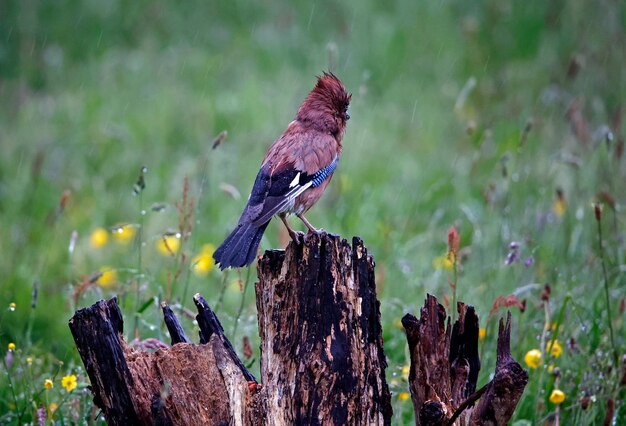 Eurasian jay searching for food in a flower meadow during a rain storm