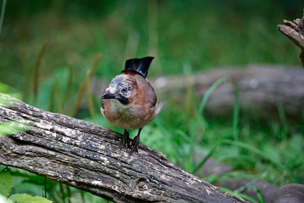 Eurasian jay searching for food in the woods