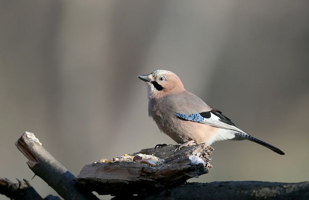 The Eurasian jay sits on asnow with sunflower and others  seeds. 