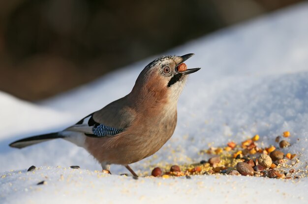 The Eurasian jay sits on asnow with sunflower and others  seeds. 