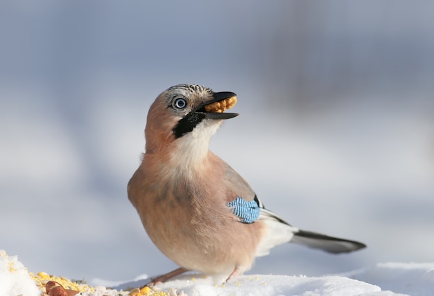 The Eurasian jay sits on the snow and tries to swallow walnuts. Close-up photo with details of plumage and iris