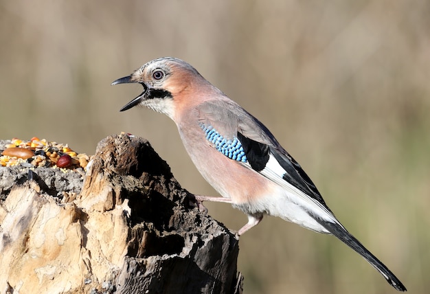 The Eurasian jay sits on a vertical log-feeder on a blurred . The details of the plumage and the distinctive features of the bird are clearly visible.