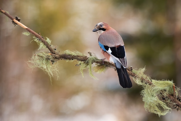 Eurasian jay sitting on branch in autumn nature