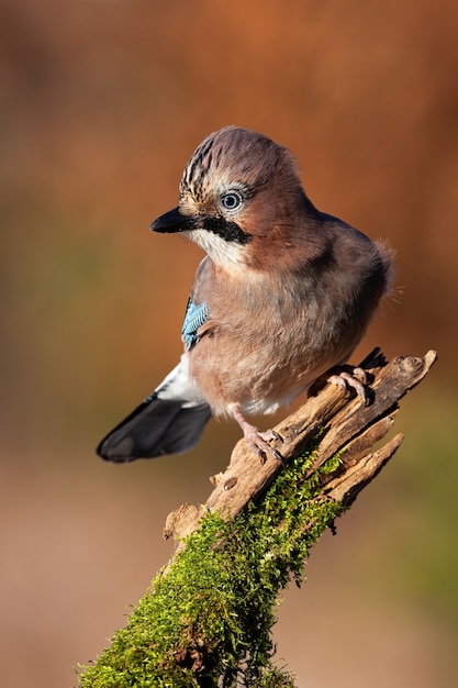 Eurasian jay sitting on branch in vertical shot