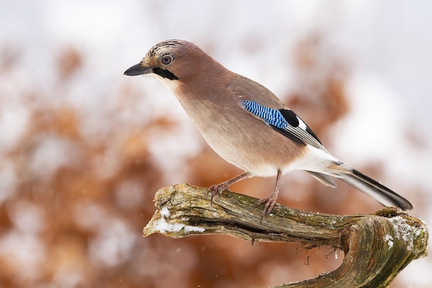 Eurasian jay sitting on branch in wintertime nature