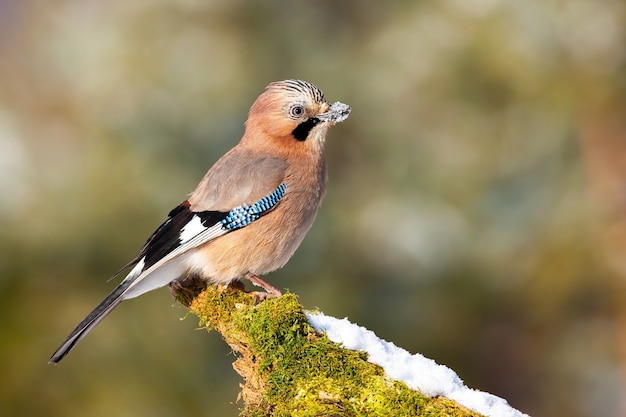 Eurasian jay sitting on a branch in wintertime