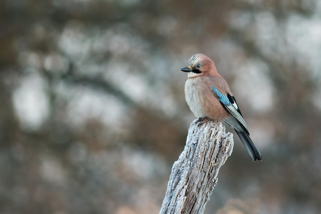 Eurasian jay sitting on white stump in winter nature