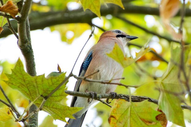 Eurasian jay on the tree branch