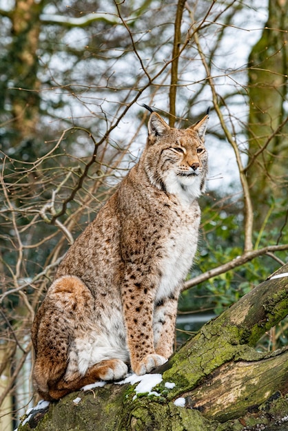 Eurasian lynx in forest habitat