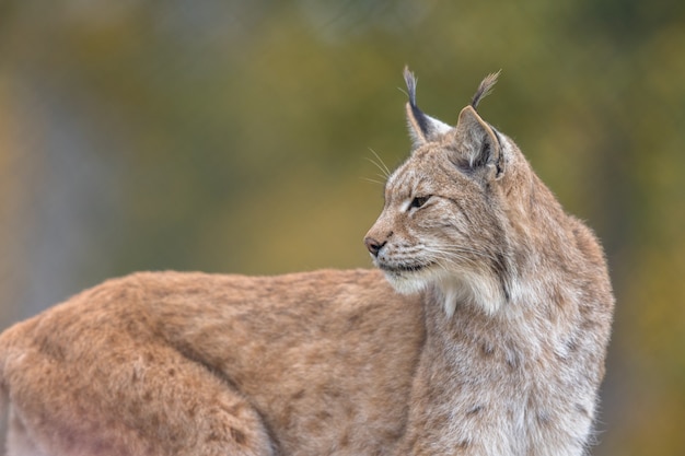 The eurasian lynx  lynx lynx  adult animal autum colored vegetation