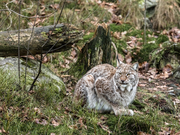 Евразийская рысь, Lynx lynx, сидит в зеленом зимнем лесу