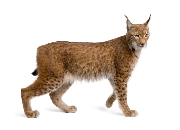 Eurasian Lynx, lynx lynx, standingon white isolated