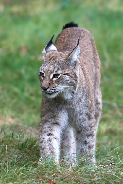 Eurasian lynx Lynx lynx