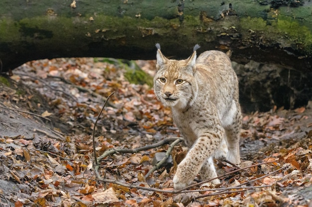 Eurasian Lynx in the natural environment Eurasian Lynx in forest