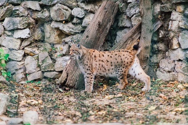 Il ritratto della lince eurasiatica foto del gatto all'interno del verde