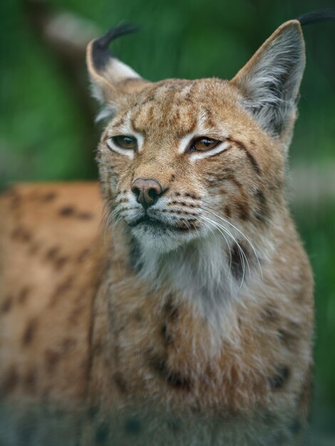 Eurasian lynx