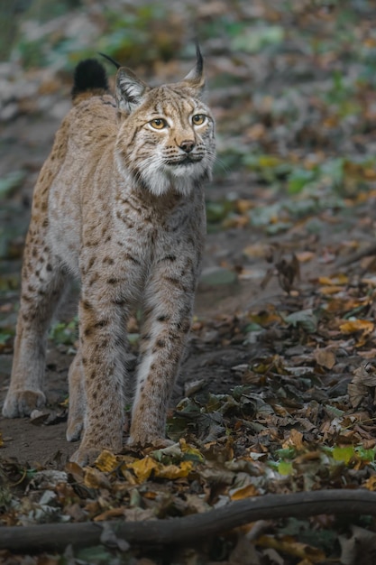 Eurasian lynx