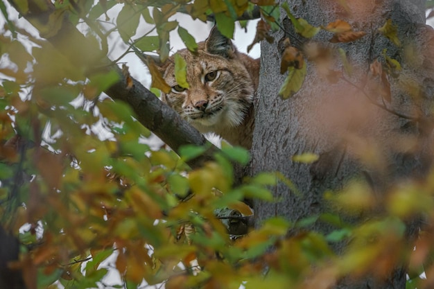 Eurasian lynx