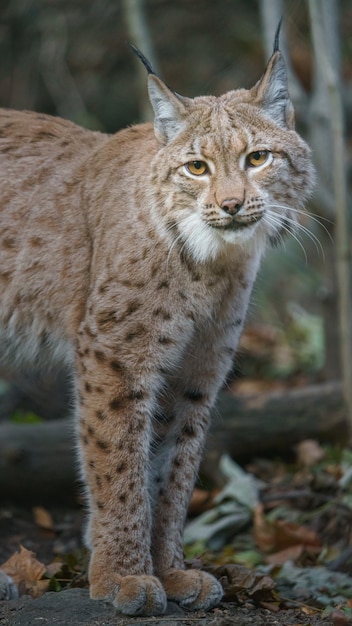 Eurasian lynx