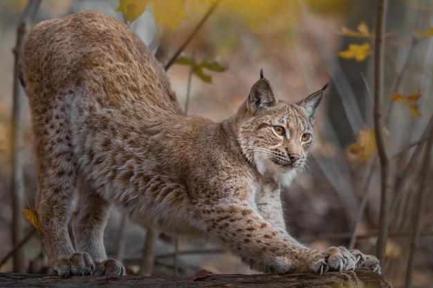 Eurasian lynx