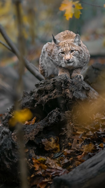 Eurasian lynx