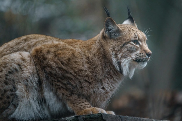 Photo eurasian lynx