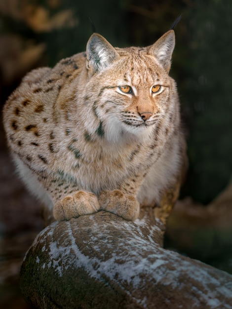 Eurasian lynx