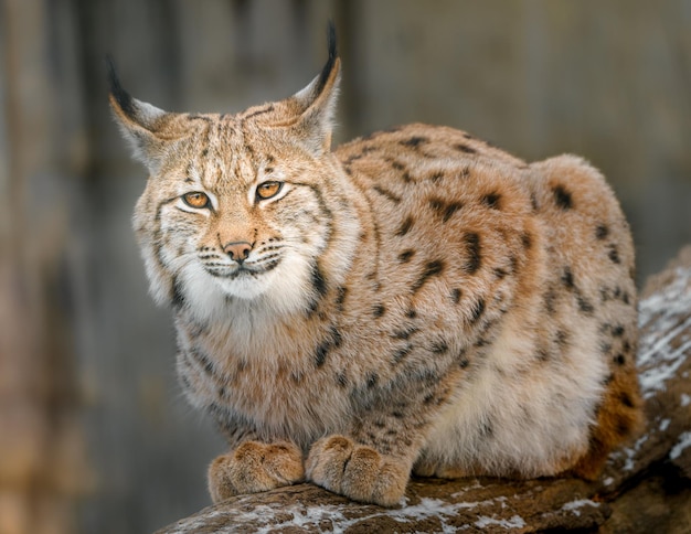 Eurasian lynx