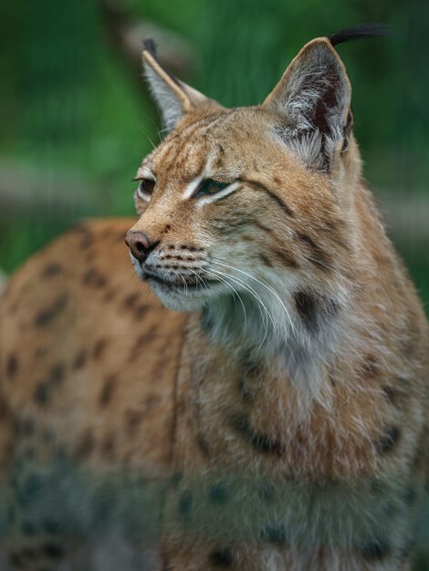 Foto lince eurasiatica