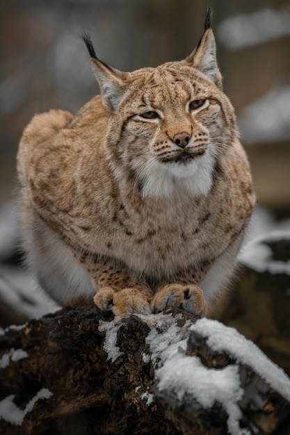 Eurasian lynx