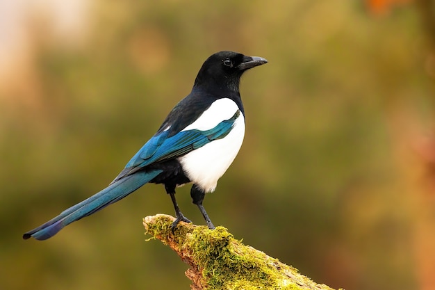 Eurasian magpie sitting on moss branch in summer nature