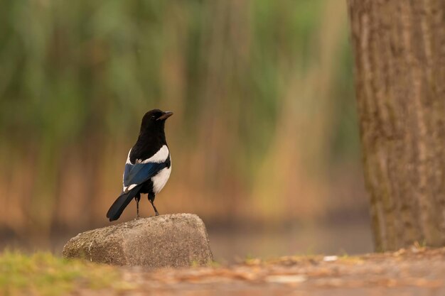 Photo eurasian magpie standing on a stone against a background of plants