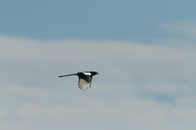 Eurasian magpie!