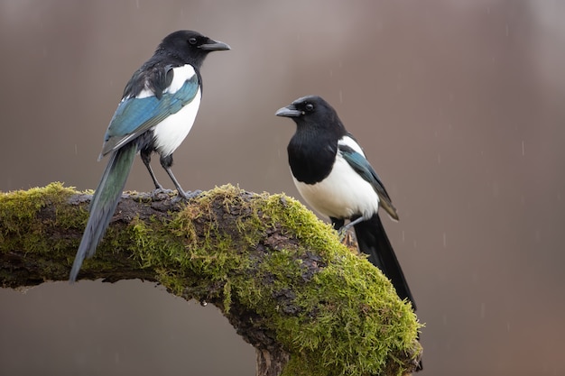 Eurasian Magpies on moss covered branch in winter