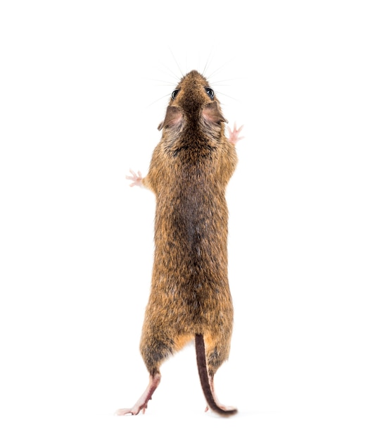 Eurasian mouse, Apodemus species, on hind legs in front of white background