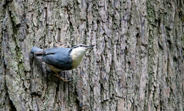 Eurasian nuthatch building its nest